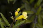 Smooth yellow false foxglove